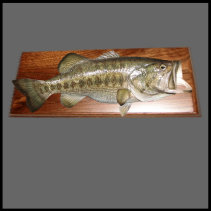 fish,plaque,fish plaque,mount,fish mount